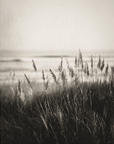 Coastal Grass Hand Cream