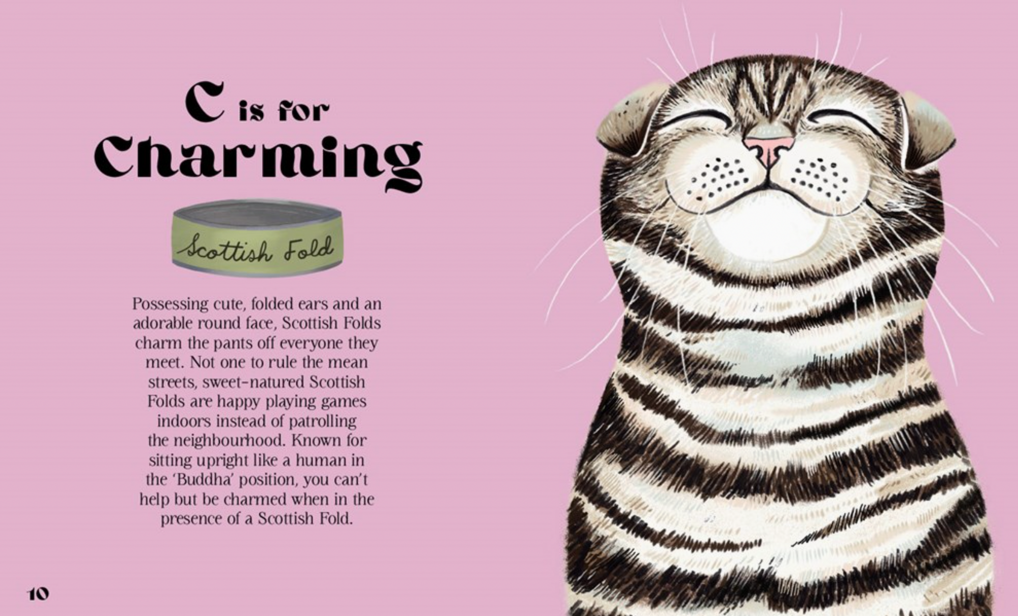 Catphabet : A Cat Alphabet Hardcover Book