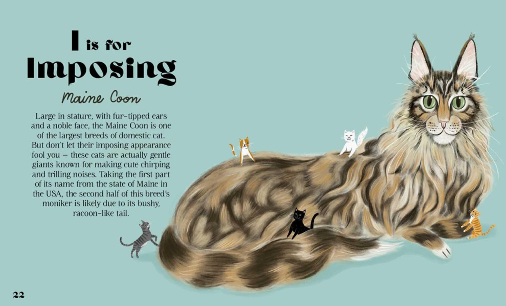Catphabet : A Cat Alphabet Hardcover Book
