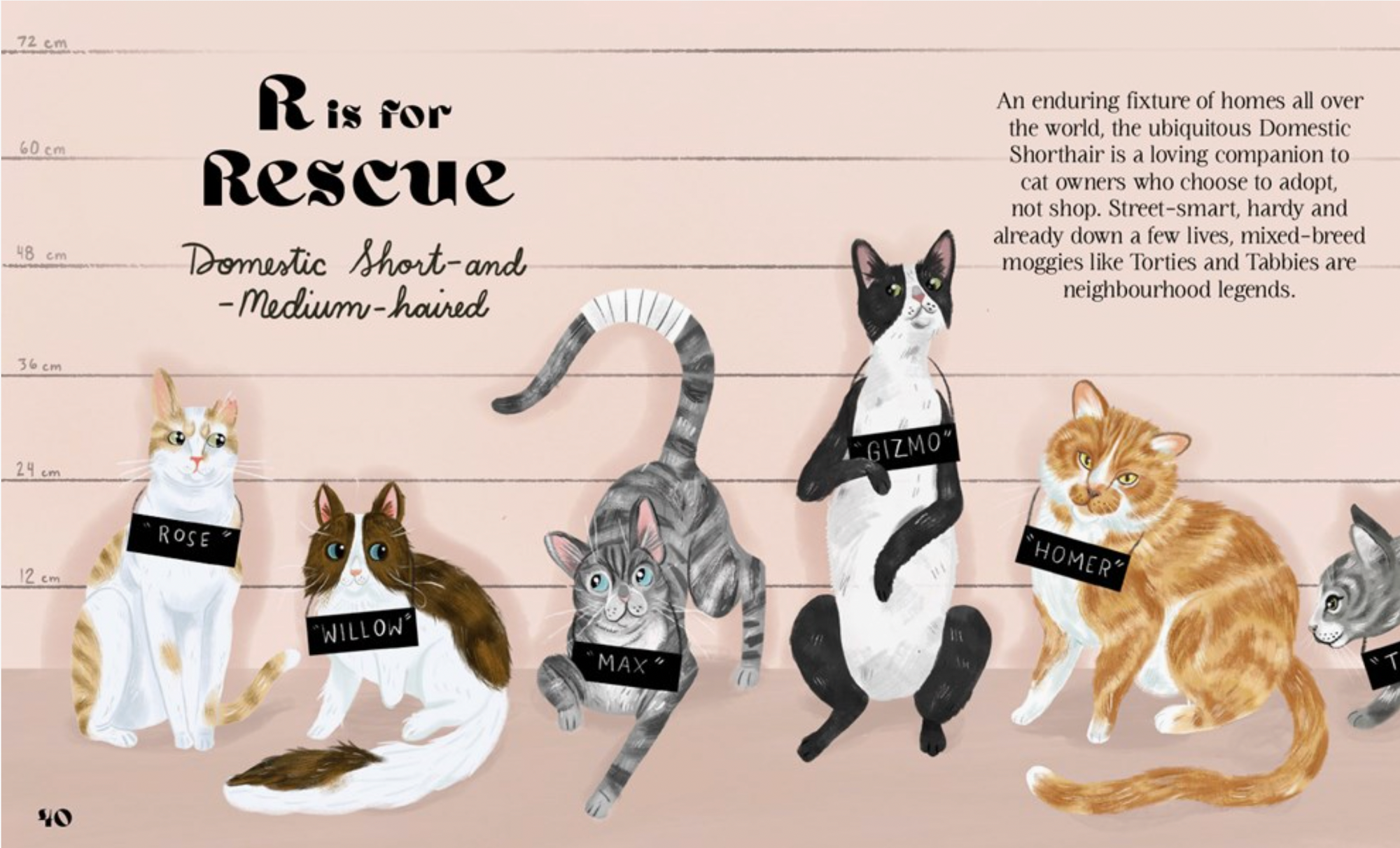 Catphabet : A Cat Alphabet Hardcover Book