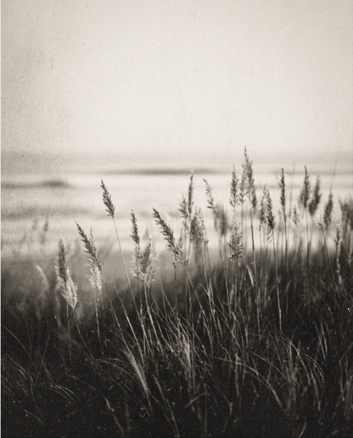 Coastal Grass Hand Cream