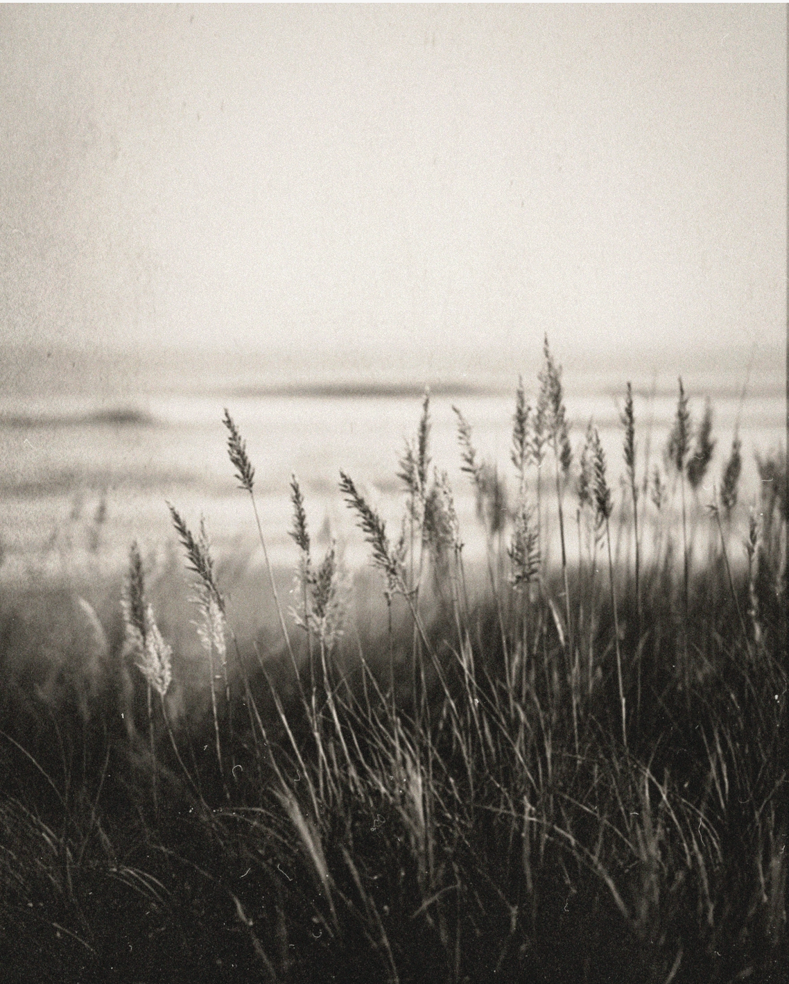 Coastal Grass Medium Candle