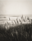 Coastal Grass Medium Candle
