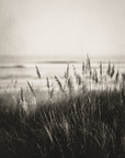 Coastal Grass Perfume Oil